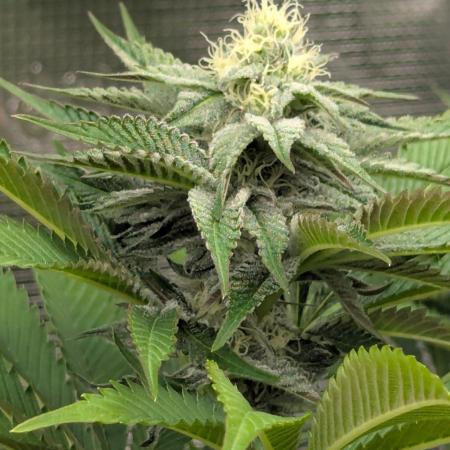 New Money - Compound Genetics