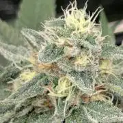 Black Beretta - Cipher Genetics