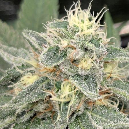 Black Beretta - Cipher Genetics