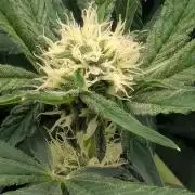 Permanent Marker - Seed Junky
