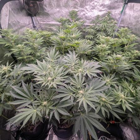 Zorroz v2 - Nine Weeks Harvest