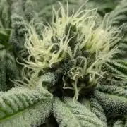 Wild Burst - Seed Junky