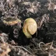 Monaco - Nine Weeks Harvest