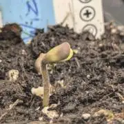 Wizard Fuel - Wizard Trees