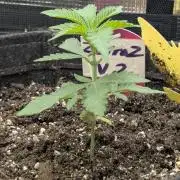 Zorroz v2 - Nine Weeks Harvest