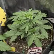Black Beretta - Cipher Genetics