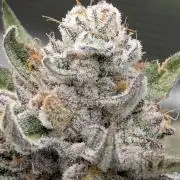 Gary Patron - Nine Weeks Harvest