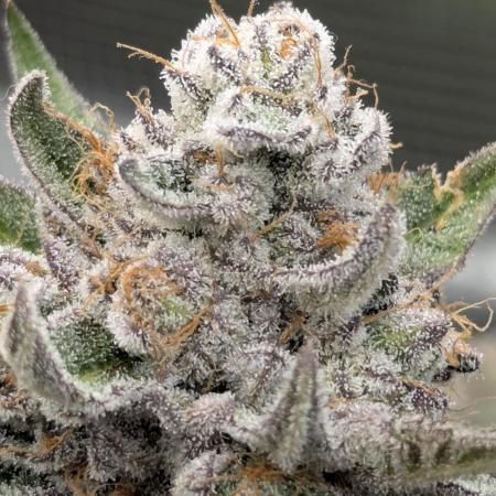 Gary Patron - Nine Weeks Harvest