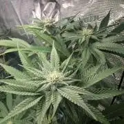 RS11 x Banana OG - Barney's Farm