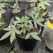 Shake Back - Compound Genetics