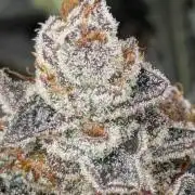 New Money - Compound Genetics