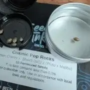 Cosmic Poprocks - Seed Junky