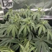 Grand Prixx - Wizard Trees