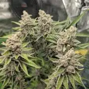 Blue Zushi - Dutch Passion