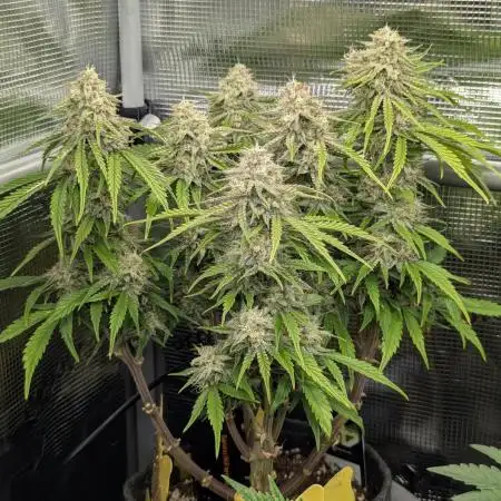 AlienZ Automatic - Greenhouse Seed Co.