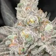 Black Beretta - Cipher Genetics
