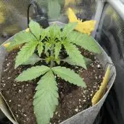 Wizard Fuel - Wizard Trees