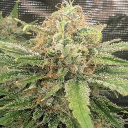 Papaya Zoap Auto - Sweet Seeds