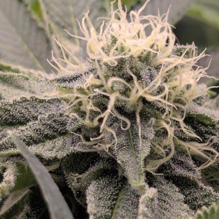 Zorroz v2 - Nine Weeks Harvest