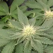 Sugar Rock - Silent Seeds