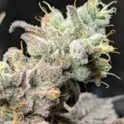 Bubblegum Gelato - Barney's Farm