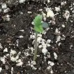 Black Cherry Gushers - G2