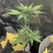 Strawberry Gorilla Auto - FastBuds