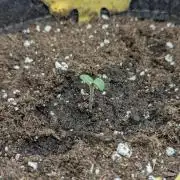 AlienZ Automatic - Greenhouse Seed Co.