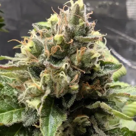 Privileged Baddie - Anesia Seeds