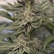 Blue Zushi - Dutch Passion