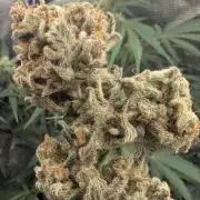 Kush Mass Auto - Garden of Green