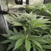Shake Back - Compound Genetics