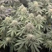 Glue 31 - Compound Genetics