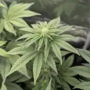 Mental Rainbow FF - Sweet Seeds