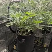 RS11 x Banana OG - Barney's Farm