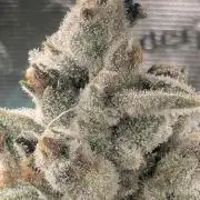 Blue Zushi - Dutch Passion