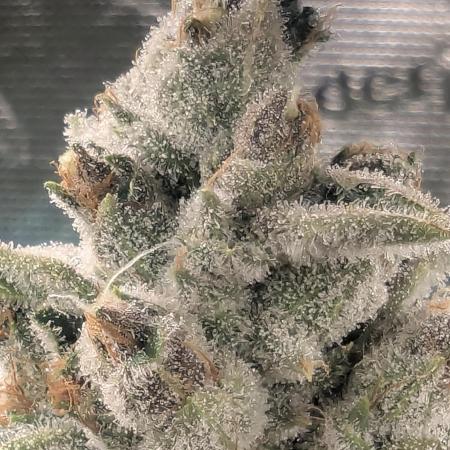Blue Zushi - Dutch Passion