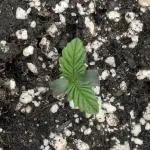 Black Cherry Gushers - G2