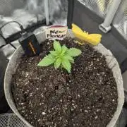 New Money - Compound Genetics
