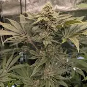 Black Cherry Gushers - Barney's Farm