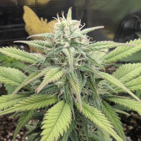 Strawberry Gorilla Auto - FastBuds