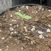 Privileged Baddie - Anesia Seeds