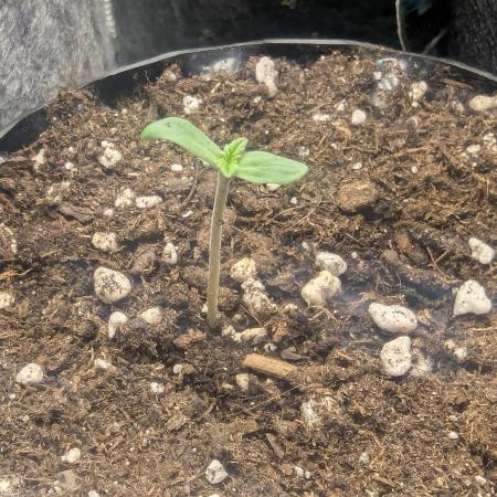 Privileged Baddie - Anesia Seeds