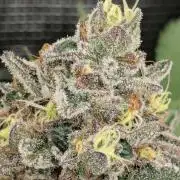 Black Beretta - Cipher Genetics