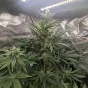 Blue Zushi - Dutch Passion