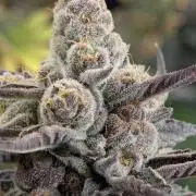Lemonessence - Doja
