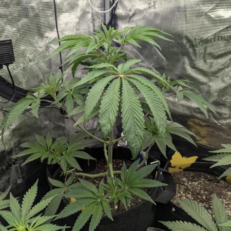 Black Cherry Gushers - G2