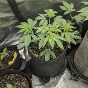 Zorroz v2 - Nine Weeks Harvest