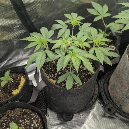 Zorroz v2 - Nine Weeks Harvest