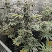 Mental Rainbow FF - Sweet Seeds